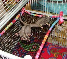 While these exotic animals aren't as easy to take care of as your average hamster. 27 Homemade Sugar Glider Toys Ideas Sugar Glider Toys Sugar Glider Glider Toys