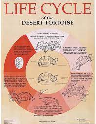 Pin On Kukzilla California Desert Tortoise