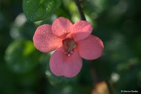 Image result for Barleria rigida