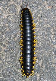 Black And Yellow Millipede North Carolina Genus Or Species Apheloria Tigana Bugguide Net