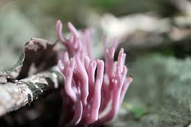 Image result for Solenangis clavata