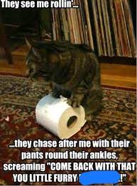 No Swears Funny Animal Pictures Funny Cats Funny Animals