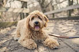 Join millions of people using oodle to find puppies for adoption, dog and puppy listings, and other pets adoption. Golden Retriever Mix Mischling Goldenr De