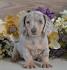 PuppyFind | Dachshund Puppies for Sale
