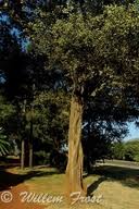 Image result for Balanites maughamii