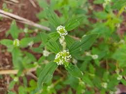 Image result for Spermacoce kirkii