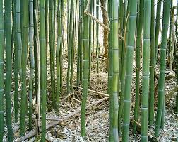 Image result for Justicia phyllostachys
