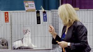 We specialize in european maine coon cats. Cfa International Cat Show 2018 Maine Coon Kittens Best Of Breed Youtube