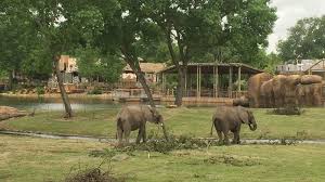 The sedgwick county zoo is the no. Elephants Of The Zambezi River Valley Opens At Sedgwick County Zoo