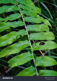 Image result for Lomariopsidaceae