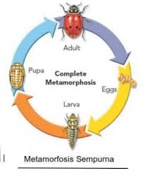 Umumnya, hewan dengan metamorfosis yang tidak sempurnalah yang tidak memiliki fase pupa. Pengertian Metamorfosis Sempurna Dan Tidak Sempurna Terlengkap