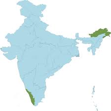 Image result for Droguetia iners