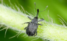 Image result for květopas jahodníkový