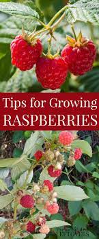 Tips For Growing Raspberries In Your Garden Including How To Plant Raspberries How To Grow Raspbe Growing Raspberries Raspberry Plants Organic Gardening Tips
