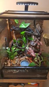 Crested Gecko Bioactive Vivarium Red Eyed Tree Frog Pet Paradise Bioactive Vivarium