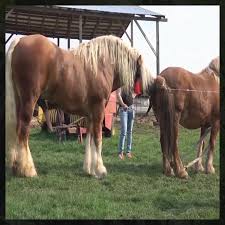 We did not find results for: Big Horse Hard Mating Facebook Facebook