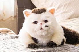 We did not find results for: Paul Chapman On Twitter The Fukumaru Puppet From The Upcoming Live Action Tv Drama Adaptation Of Umi Sakurai S A Man And His Cat Manga Has Big Willford Brimley Energy Https T Co Rgk0jvrf6n