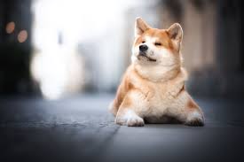 The Best Dog Breeds That Look Like Foxes