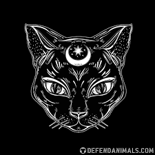 Meow Animals Catlove Instacat Animal Catsofinstagram Catlover Anarchism Kitty Cute Kitten Cat Catstagram Cat Black Cat Tattoos Cat Dark Cat Decal