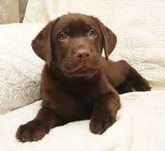 Get a boxer, husky, german shepherd, pug, and more on kijiji, canada's #1 chocolate lab in dogs & puppies for rehoming in ontario. Yellow Chocolate Black Labrador Retriever Puppies For Sale Hidden Pond Labradors Lab Puppies Labrador Retriever Puppies Chocolate Lab Puppies