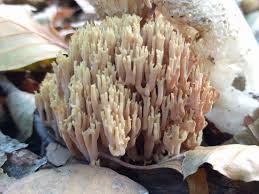 Image result for Ramaria stricta