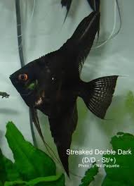 Black And White Koi Angelfish Angelfish Genetics Types Of Angelfish In 2020 Tropical Fish Tanks Angel Fish Tropical Freshwater Fish