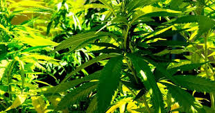 Atm cash accepted debit cards accepted storefront ada accesible veteran discount. Curaleaf Acquires 3 Arrow Alternative Care Dispensaries Becomes Vertically Integrated In Connecticut Curaleaf Hldgs Inc By Curaleaf Hldgs Inc Curlf Benzinga