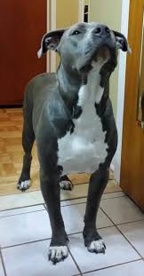 Pin On Pitbulls