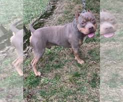 He bites us when he doesn't get his way we got a male german shepard about 2 years ago that was roughly a year old when we rescued him. View Ad American Pit Bull Terrier Puppy For Sale Near Ohio Cincinnati Usa Adn 184167