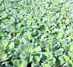 Image result for Pistia