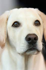Yellow Lab Puppy Labrador Retriever Labrador Dog Yellow Lab Puppy