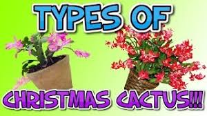 Check out our christmas cactus selection for the very best in unique or custom, handmade pieces from our house plants shops. Types Of Christmas Cactus Youtube