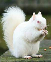 Albino Squirrel Animals Beautiful Animals Unique Animals
