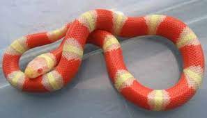 Pueblan Albino Milk Snake I Really Want One Of These Guys Milk Snake Pet Snake Cute Snake