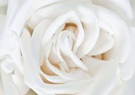 A rose is a woody perennial flowering plant of the genus rosa in the family rosaceae. Soft White Rose Photo Wallpaper Mural 410ve