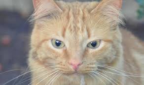 Sama juga dengan manusia, saya pasti ada di antara anda yang tidak boleh minum susu, di mana kalau anda minum susu anda akan mengalami cirit birit, dan doktor menasihatkan agar anda tidak consume any dairy product. 9 Cara Mengobati Kucing Mencret Secara Alami Di Rumah Pintarpet