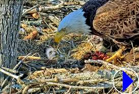 Bald Eagles in Virginia