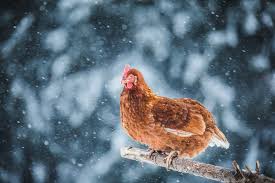 We did not find results for: Tips For Caring For Free Range Chickens In Winter The Hen S Loft