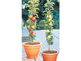 Honeycrisp apple (245) starting at $52.99 bartlett pear (100) starting at $47.99 easy to grow! Economic Cooperative Buy Wholesale Columnar Fruit Trees Directly From The Nursery