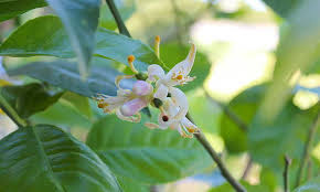 Yes, and the flowers smell so well! Meyer Lemon Tree Care It S Sweeter Than You Think Epic Gardening