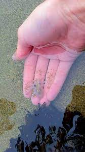 Baby Octopus Cute Reptiles Animals Beautiful Cute Baby Animals