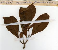 Image result for Hymenodictyon