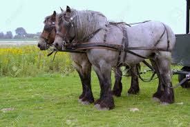 نتیجه جستجوی لغت [workhorses] در گوگل