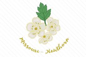 Download Rose Svg Cut File Free Free Svg Cut Files Create Your Diy Projects Using Your Cricut Explore Silhouette And More The Free Cut Files Include Svg Dxf Eps And Png Files Yellowimages Mockups