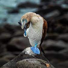 instagram da nat geo wild photo by sandesh kadur check out my cool blue feet world sea bird day just passed us by so we thought of sharing some cool facts