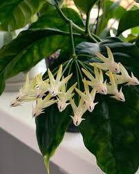 Image result for hoya multiflora