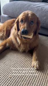 Dog Carries Loaf of Bread | TikTok