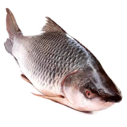 রুই