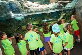 Looking for something fun for your kids to do this summer? Registration For Camp Zoofari Is Open The Houston Zoo