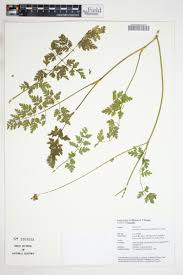 Image result for Agrocharis